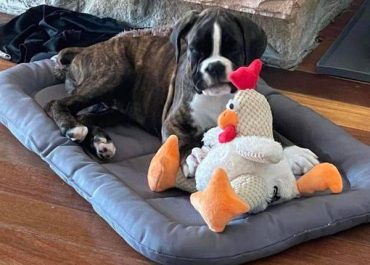 Boxer dogs for sale in Syracuse, NY | German Boxer personality