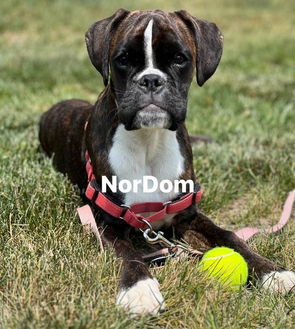 Boxer dogs in Virginia Beach, VA | Boxer's character