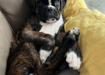 Boxer puppies for sale in Rochester, NY | German Boxer features