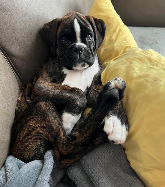 Boxer puppies for sale in Rochester, NY | German Boxer features