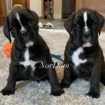 Red, brindle, white Boxer puppies vie for a toy