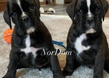 Cute Boxer puppies in Chesapeake, VA | Training and raising a Boxer
