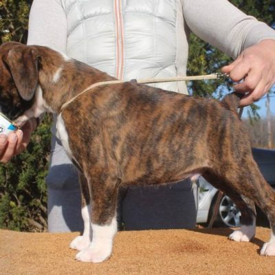 Brindle male 1 litter S