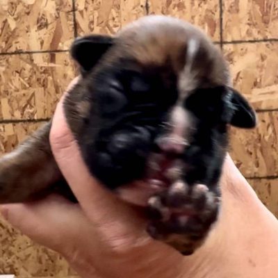 Brindle male 2 litter S 2