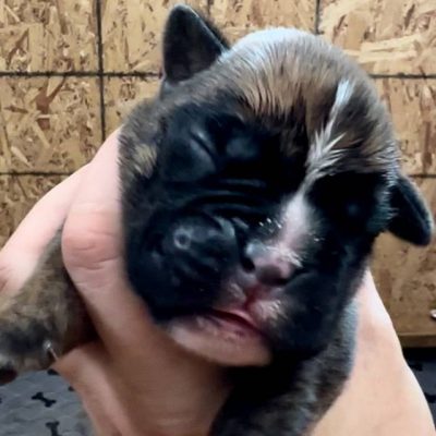 Brindle male 2 litter S