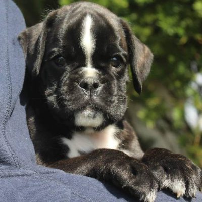 Brindle male 2 litter R