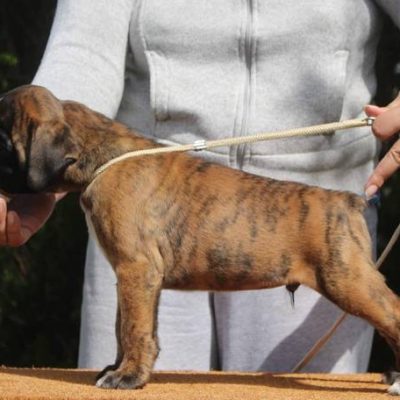 Brindle male 1 litter R