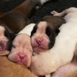 Newborn Boxer puppies sleep and dream