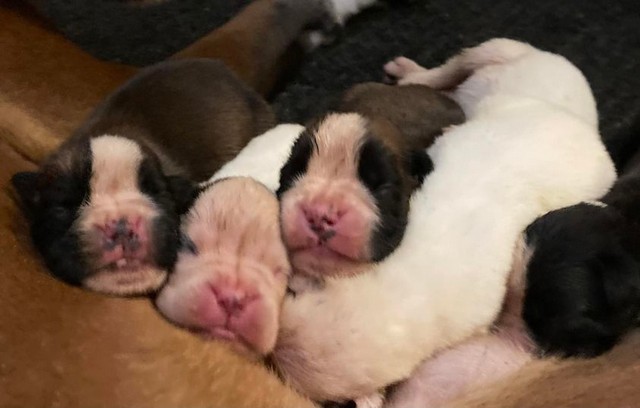 Caring for German Boxer puppy Arlington | newborn boxer puppies