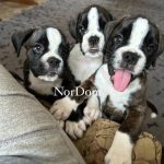 Boxer puppies’ playful chase: room romp