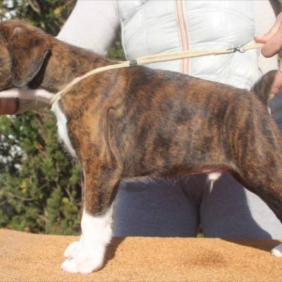 Brindle male 3 litter S
