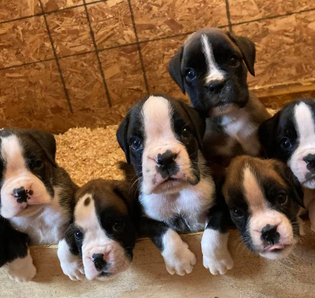 Boxer puppies