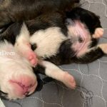 Brindle Boxer puppy sleeps as owner pets belly