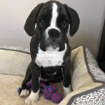 Brindle Boxer puppy looks lovingly at his owner
