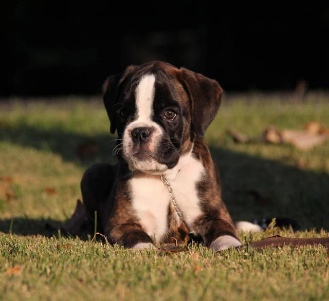 Boxer puppy
