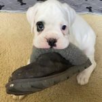 White Boxer puppy’s fun playtime with slipper