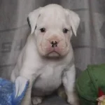 Cute white Boxer puppy