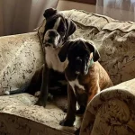 Four brindle Boxers playing with a toy