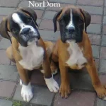 Two Boxers waiting for mom and dad