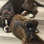 Two brindle Boxers playing with a plush toy