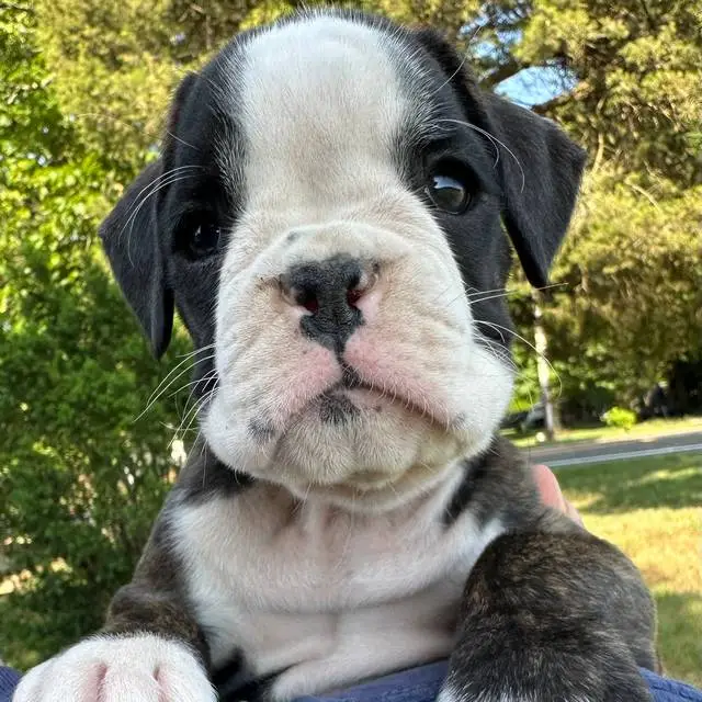 brindle female 1