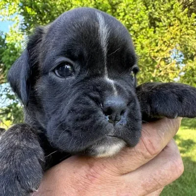 Brindle female 4 litter T