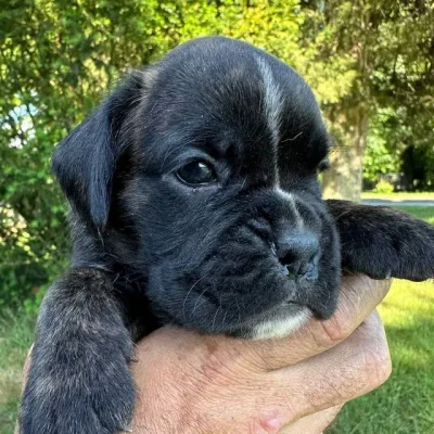 Brindle female 4 litter T