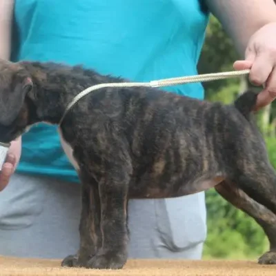 Brindle female 2 Litter W