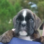 Brindle female 2 Litter W