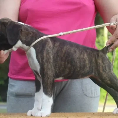 Brindle female 2 Litter X