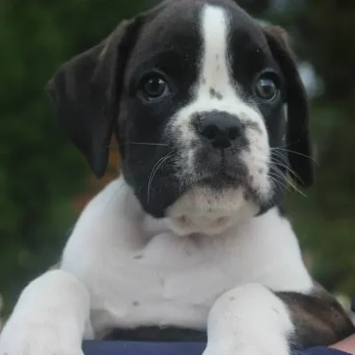 Brindle female 2 Litter X