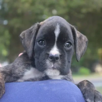 Brindle female 3 Litter W