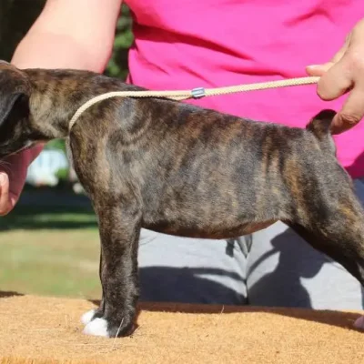 Brindle female 3 litter T