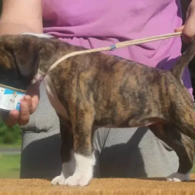 Brindle female 3 litter V