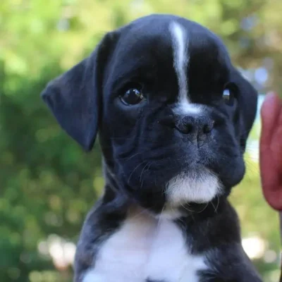 Brindle female 4 litter T