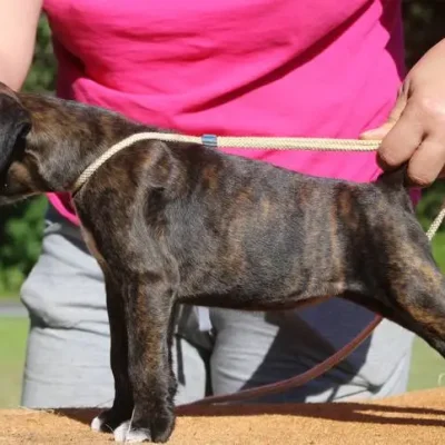 Brindle female 4 litter T