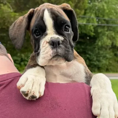 Brindle female litter V