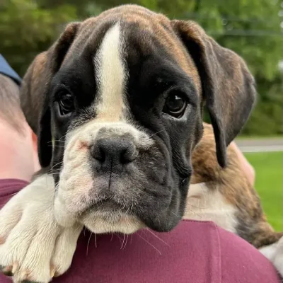 Brindle female litter V