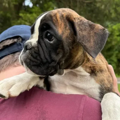 Brindle female litter V