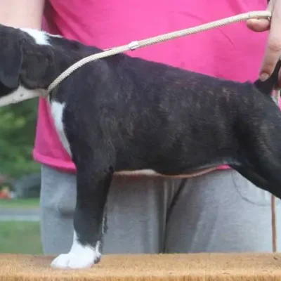 Brindle female 1 Litter X