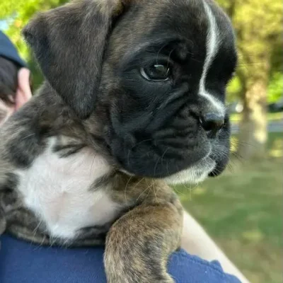 Brindle female 4 litter V