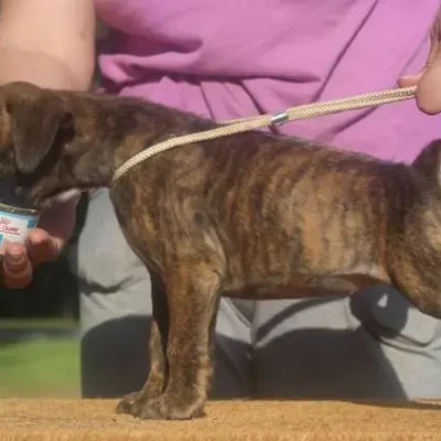 Brindle female 4 litter V