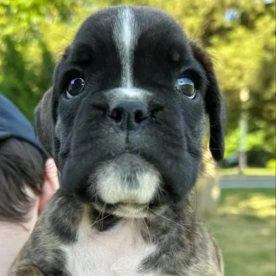 Brindle female 4 litter V