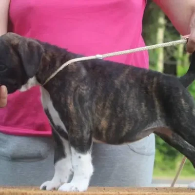 Brindle female litter Y