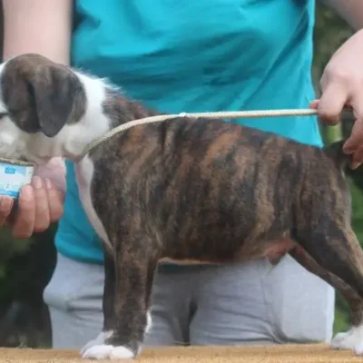 Brindle male 2 Litter W