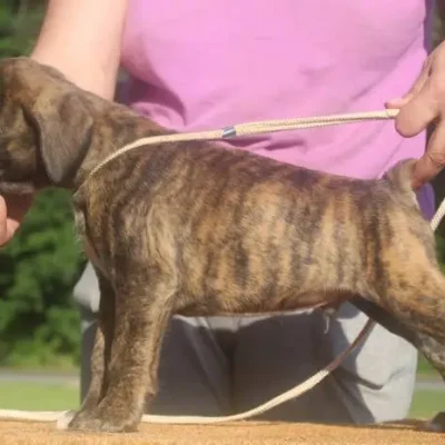 Brindle male 2 litter V