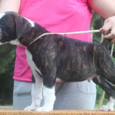 Brindle male litter Y