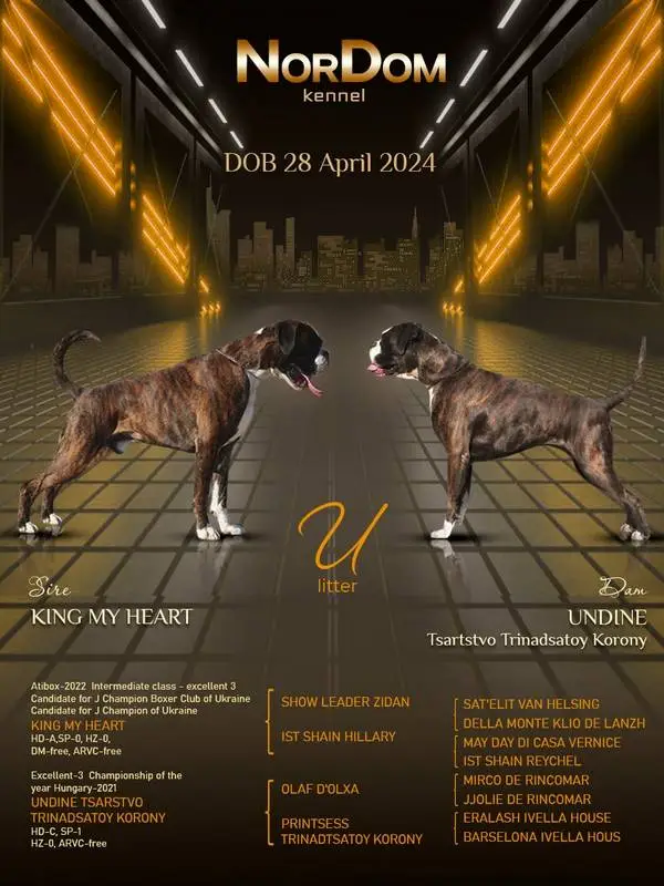 King my heart - Undine Tsarstvo Trinadsatoy Korony Litter U 28 April 2024