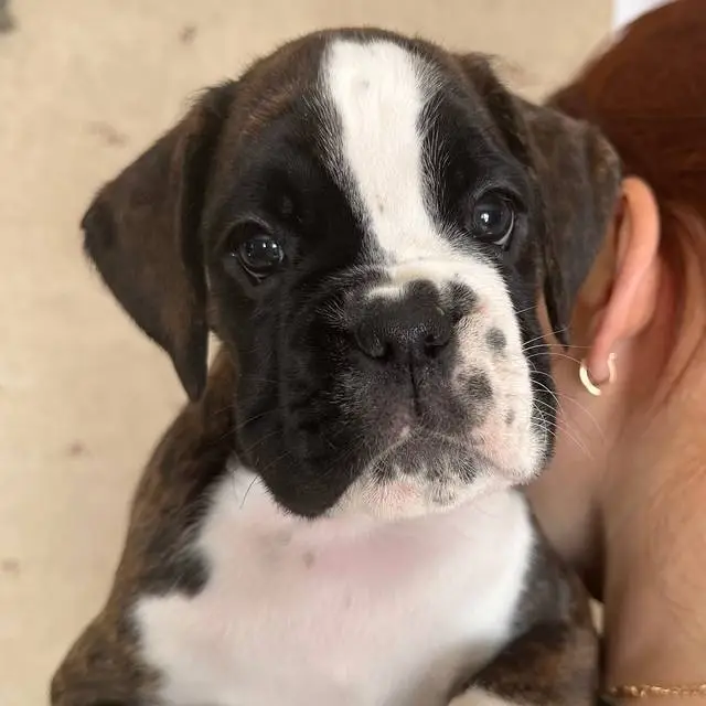 brindle female 2