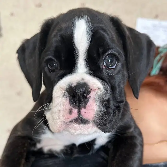 brindle female 3